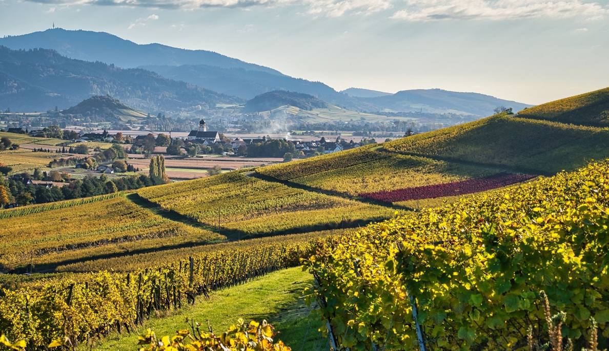 Herbstliche Reben am Ölberg, im Hintergrund Ehrenkirchen und die Schwarzwaldhöhen